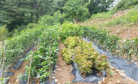 텃밭 야채 무료 제공